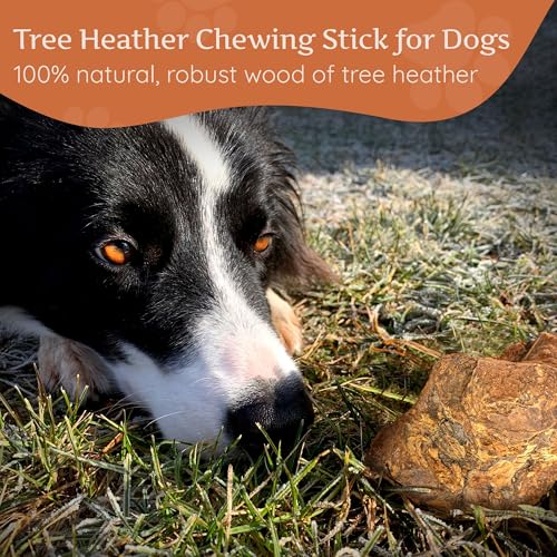 Wildfang® Kauwurzel aus Baumheide für Hunde, Größe L - Natürliches Kauspielzeug Hund, splitterfreies Hundespielzeug unzerstörbar zur Zahnpflege Hund & Welpenspielzeug (für Hunde 25–45 kg), 1 Stück