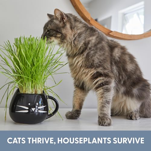 The Cat Ladies Organic Cat Grass for Indoor Cats - Growing Kit with Organic Seed Mix, Soil and Black Cat Planter. Natural Hairball Control and Digestion Remedy, Cat Gifts