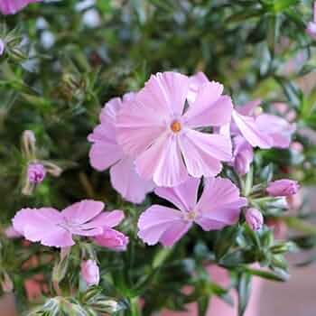 サクラ サクラクレパス ピグマックスツイン しろ ZPK-T#50 1セット(10個