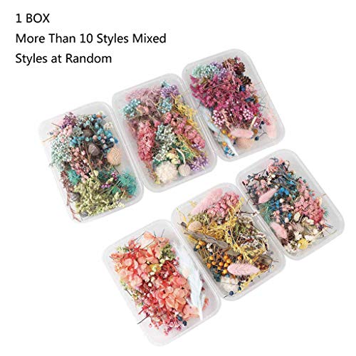 Flores Secas Prensadas para Resin Artesanías DIY miniatura 2