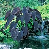 Black Magic Taro | Elephant Ears Plant for Ponds and Garden