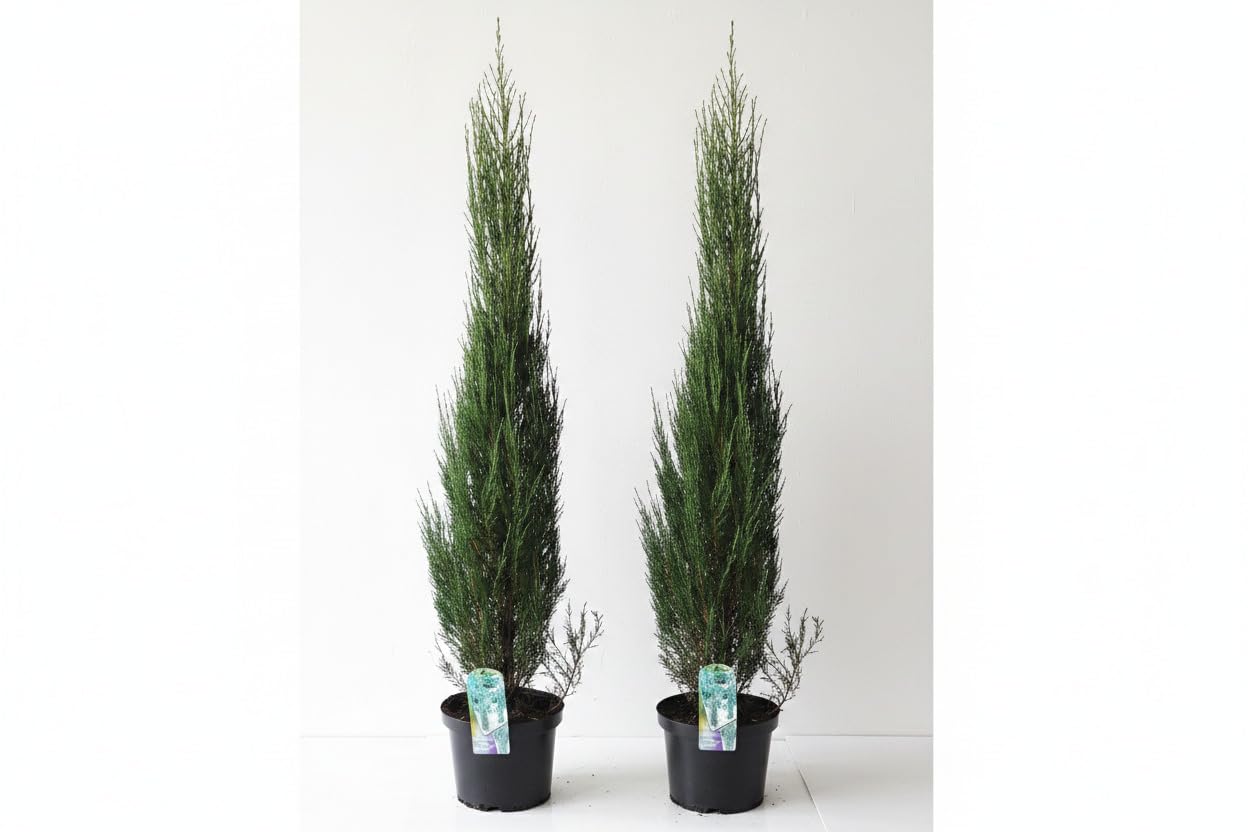 2x Raketenwacholder Blue Arrow, blau, 120-130 cm, Juniperus