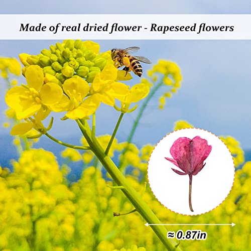 60 piezas flores secas de colza rosa para resina miniatura 2