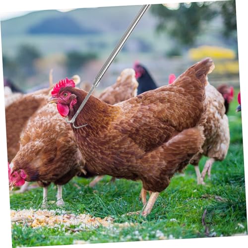 Filet pour volaille pour attraper facilement vos animaux dehors - 6