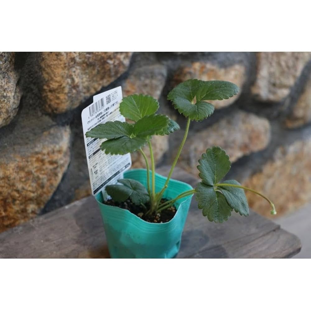 いちご苗ビックハニー3寸70個セット 専用出品！ いちご苗ビック