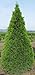 25 THUJA TREE Cedar Thuja Occidentalis Seeds *Comb S/H