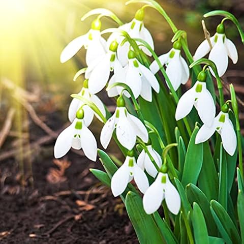 200Pcs/Bag Snowdrop Galanthus Seeds Bell Flower Plant Seeds Easy to Grow Cover