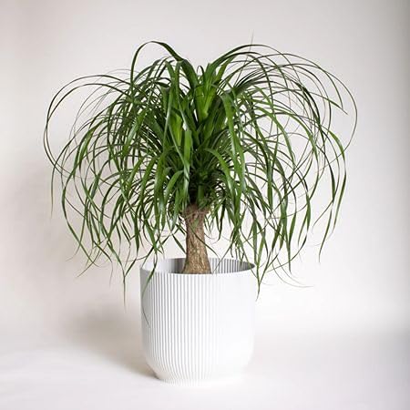 100Pcs Green Beaucarnea recurvata Plant Seeds