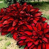 80+ Hosta Seeds - Rare Perennial Shade Plant for Gardens, Borders, and Containers - Non-GMO Heirloom, Hardy and Low Maintenance