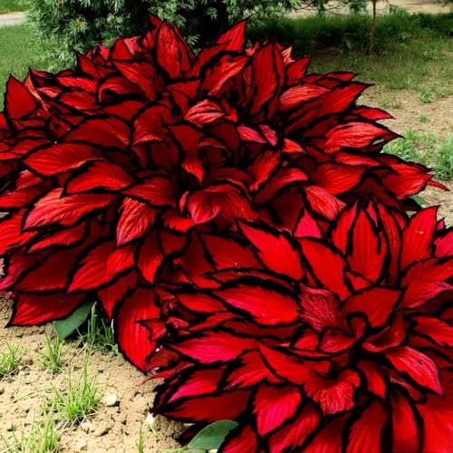 80+ Hosta Seeds - Rare Perennial Shade Plant for Gardens,