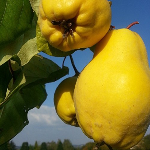 Müllers Grüner Garten Shop Bereczki Birnenquitte Buschbaum