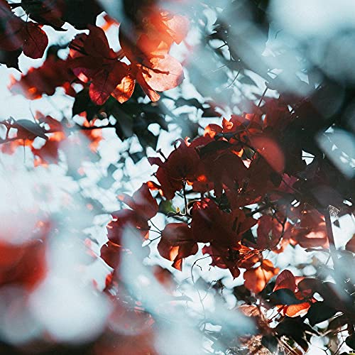 Kogjaers F018-67 Camera Effect Filter 67Mm Bimonthly Filter, Lens Filter thumb #6