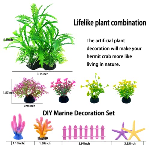 Hermit Crab Shell Large, Medium and Small Natural Growth Turbine Shell Hideout and Artificial Plants Used for Hermit… - Image 5