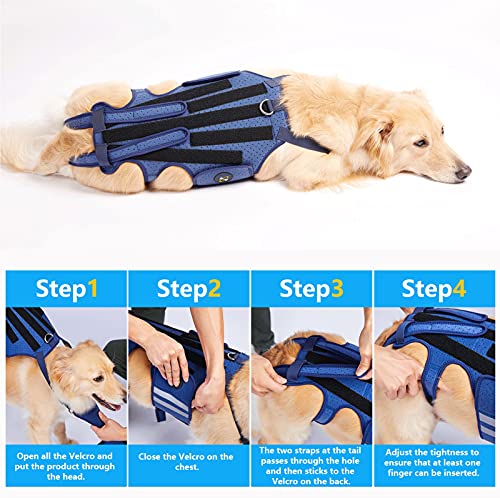 Coodeo Dog Back Brace For Dogs Arthritis, Pet Back Bracer For Ivdd, Back Protector Helps Pain Relief, Surgical Recovery And Rehabilitation, Dogs Back Disease Prevention. (Medium) #TOP7