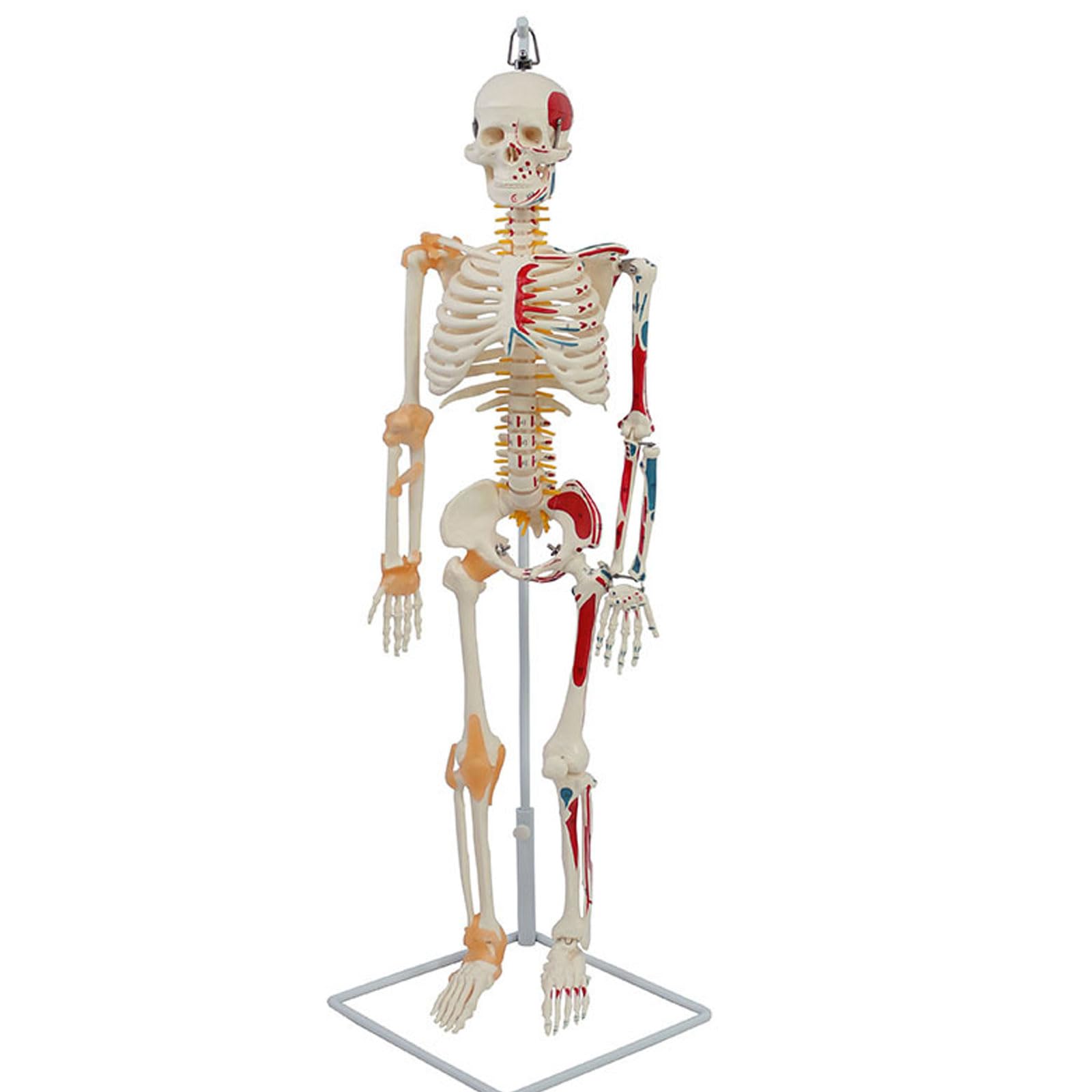 Anatomiczny model ludzkiego szkieletu o rozmiarze 85 cm z namalowanymi mięśniami i więzadłami, odpowiedni do wyświetlania w klasie i studiów medycznych