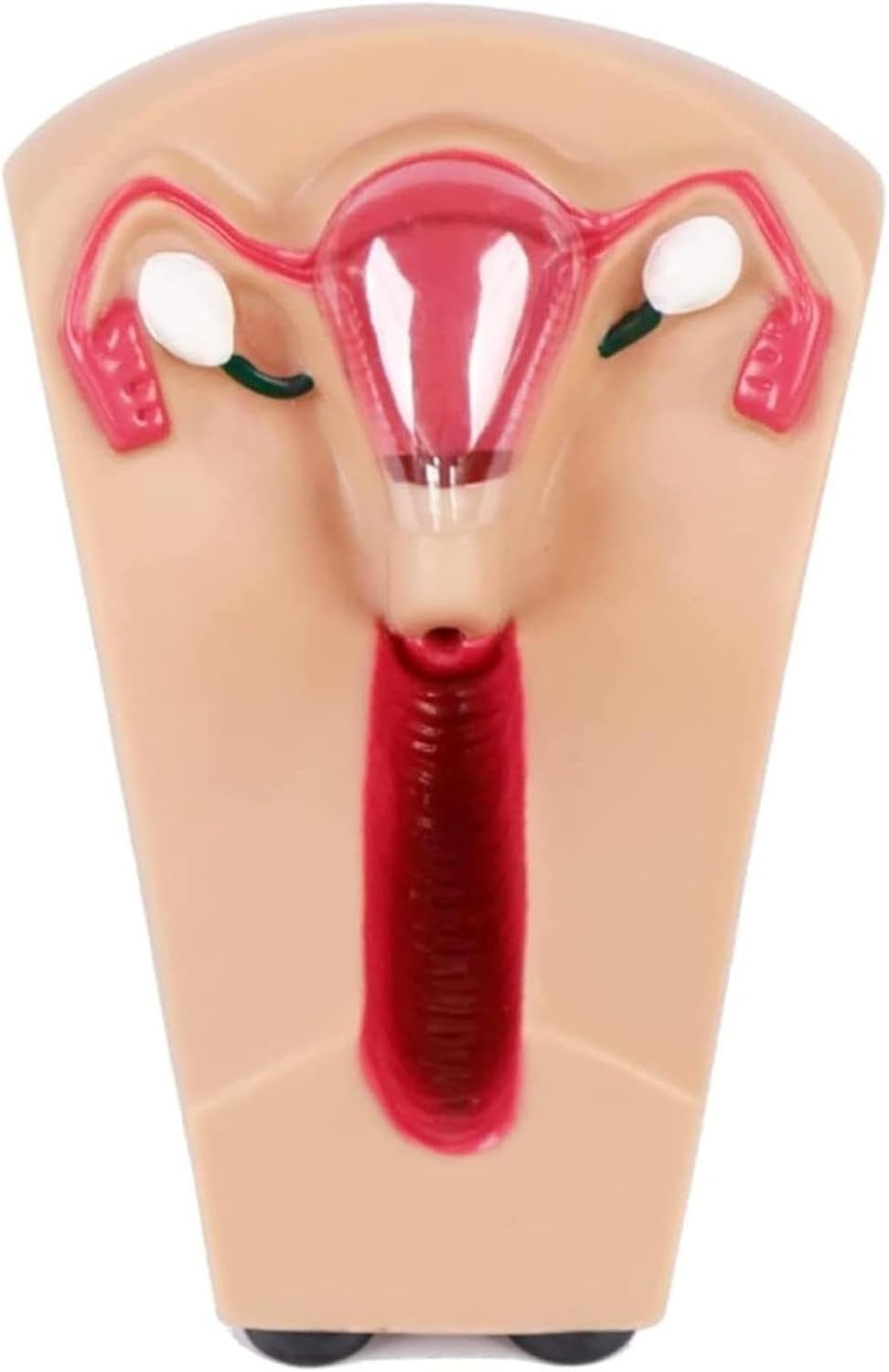 Modello di cervice femminile, modello di formazione contraccettiva intrauterina dell'utero traslucido, simulatore di guida alla contraccezione interna uterina, for la formazione in