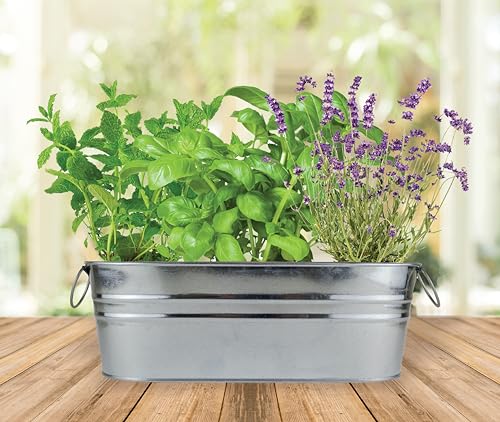 BUZZY Seeds Margarita & Mojito Windowsill Garden Grow Kit | Herb, Plant, Flower Starter Kit for Kids & Adults | Guaranteed to Grow | Best Indoor Grow Your Own Plant Gardening Gift - Thumbnail 6