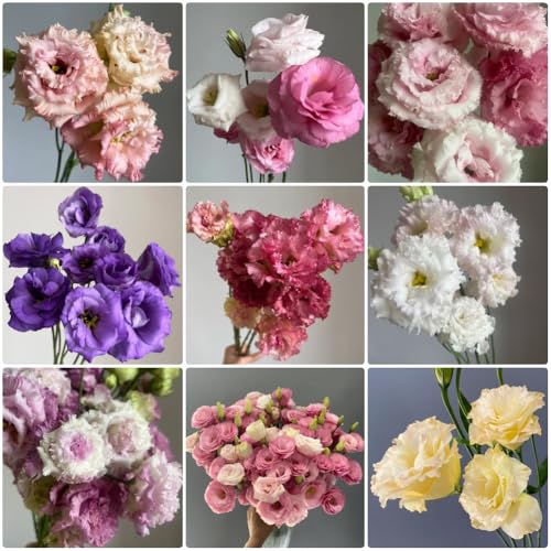 Semillas de Lisianthus, Decoración de jardín para exteriores de balcón resistentes invernaderos de balcones 500pcs