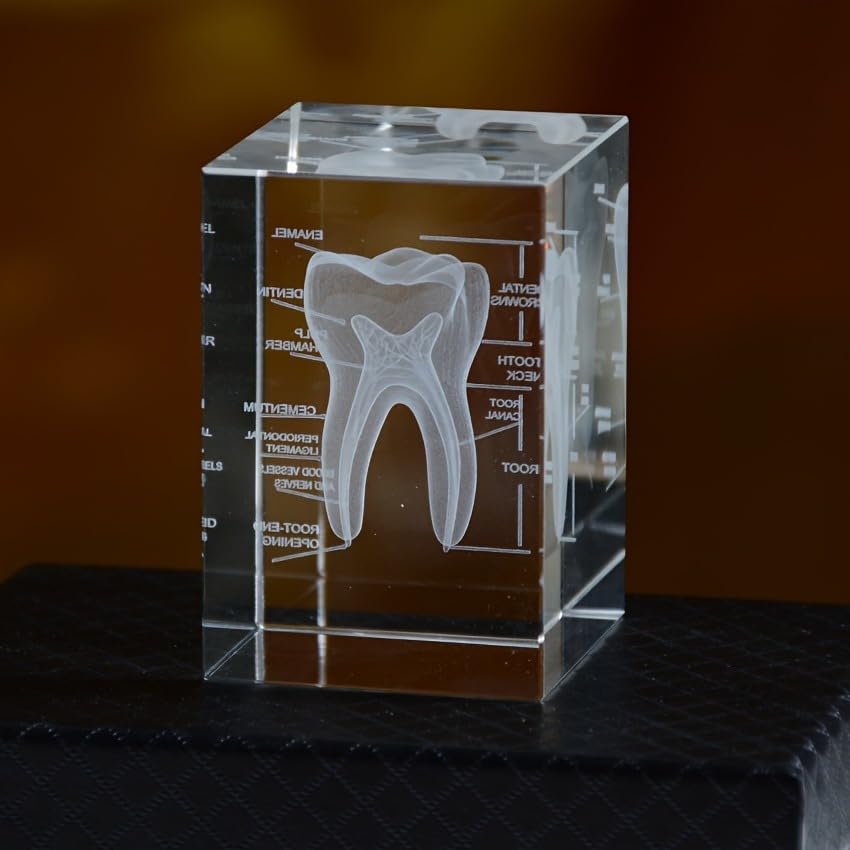3D Human Crystal Tooth Model, for Educational Science Office Decor, Medical Dental Education Tool, for Dentists and Medical Students, Educational Science Office Décor