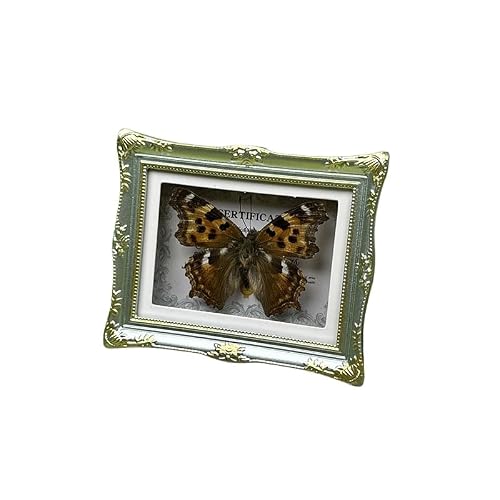 1Pcs Real Butterfly Framed Handmade, Taxidermy Butterfly Shadow Box Collection, Framed Butterfly Taxidermy for Oddities and Curiosities Gifts Tabletop ornaments (A-Butterfly specimen+photo frame) — view 3