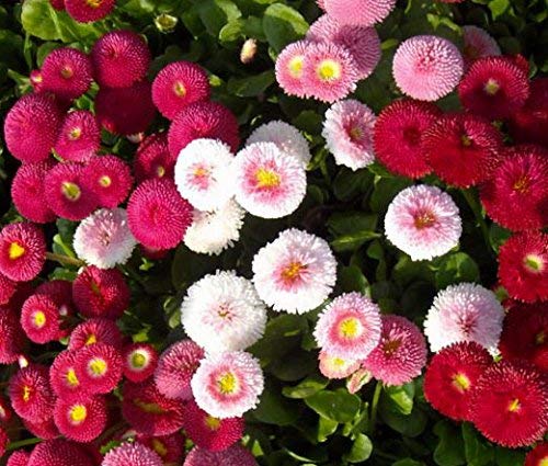 Golden Hills Farm® (AVG 300-3000) seeds DAISY MIXED BELLIS PERENSIS (B085S8B22L) Amazon Price History, Amazon Price Tracker