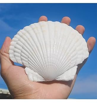 Amazon | ホタテ貝殻 約10-13 CM 10枚セット，工芸品DIY、絵画