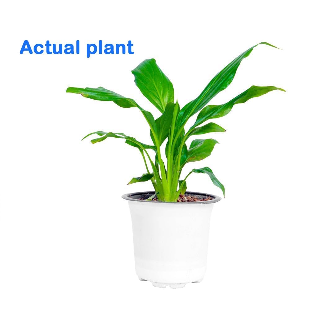 Gravendo Peace Lily Live Plant | Healthy Live Plants | Indoo -3 Gravendo Peace Lily Live Plant | Healthy Live Plants | Indoo -3