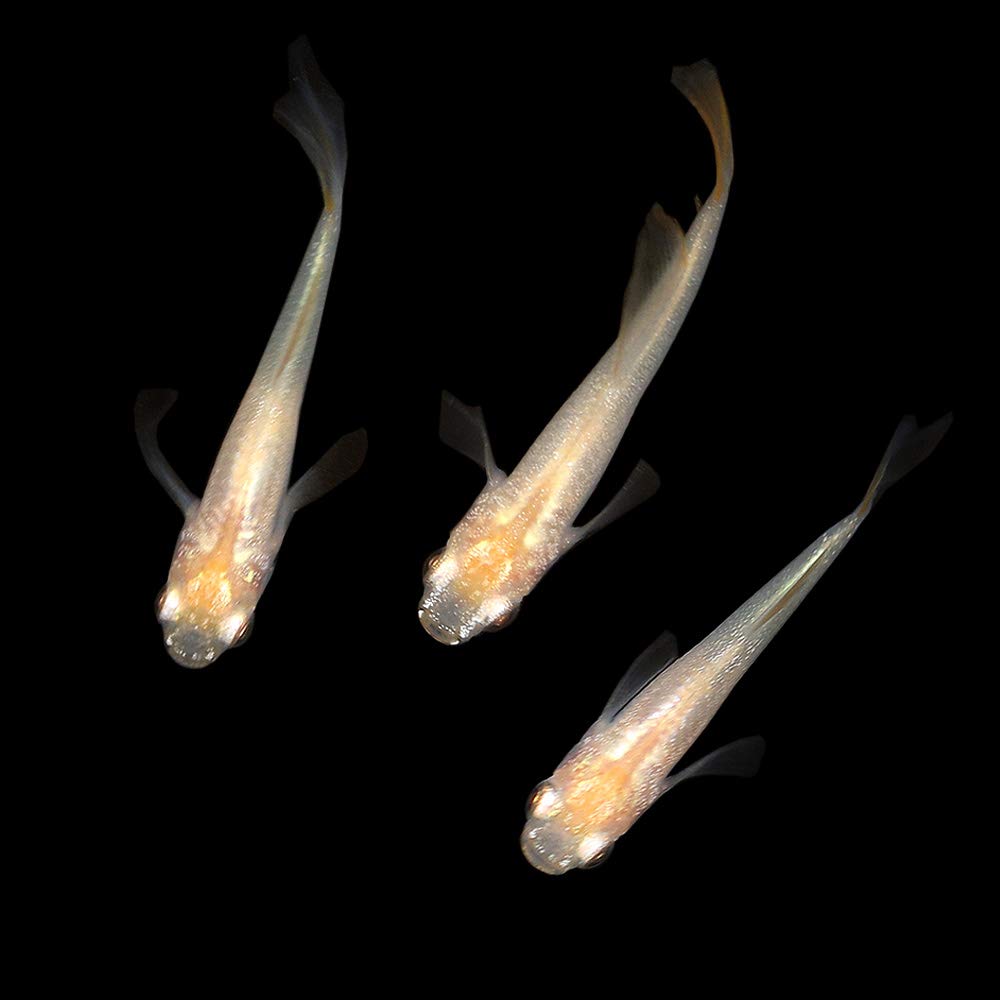 Amazon | （めだか）卑弥呼メダカ（1匹） | charm(チャーム) | 観賞魚