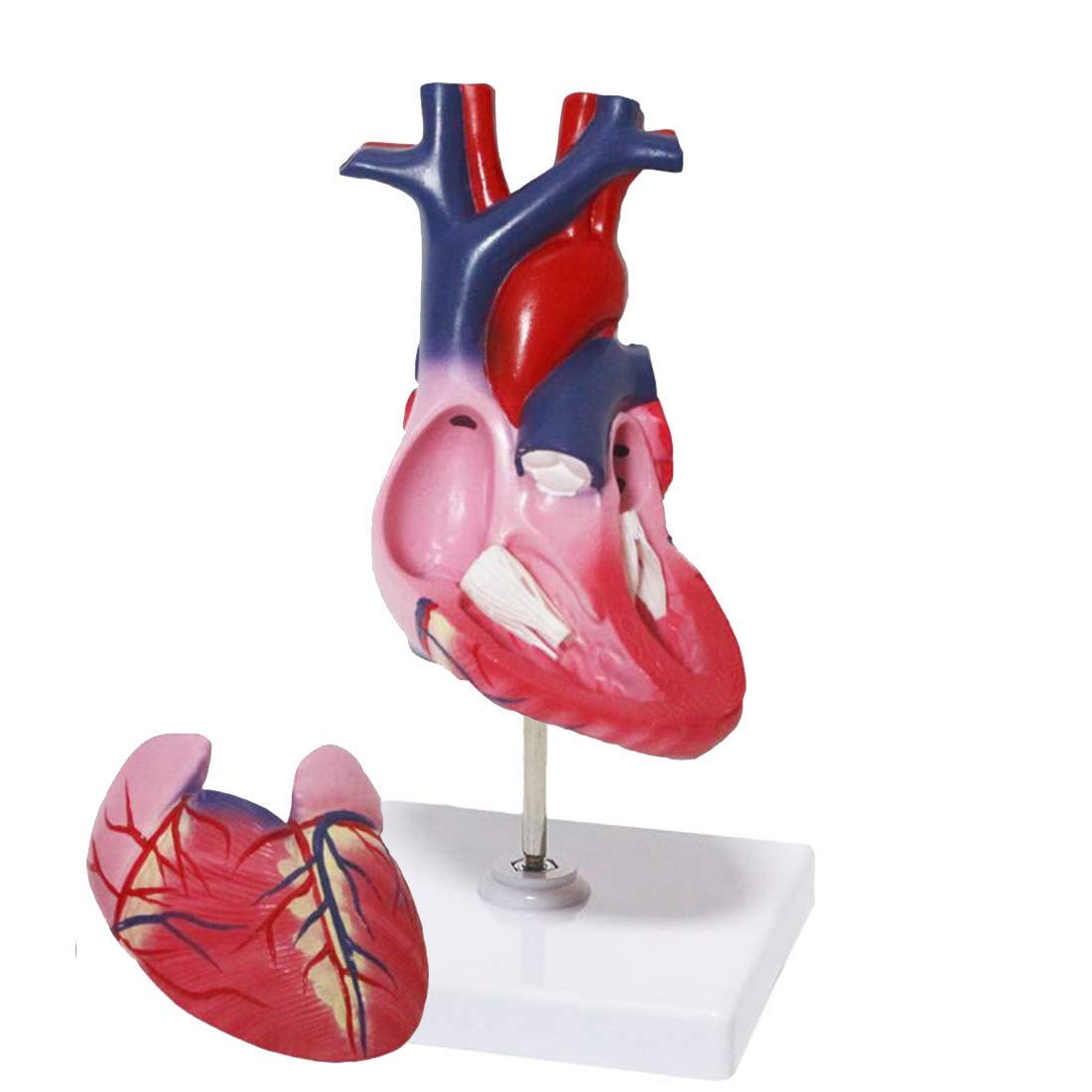 Modello di Cuore Anatomia, Formato di Vita Modello Cuore Umano Anatomia elementare 2 Parti Modello di Cuore per la Scienza Display Strumento didattico