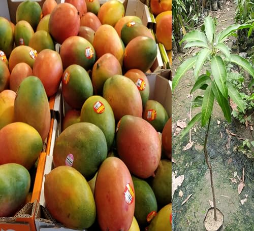 Image of Ford Mango Tree Hybrid 1 Healthy Live Plant (Grafted Plant- 2-3 Feet Height) PB 55