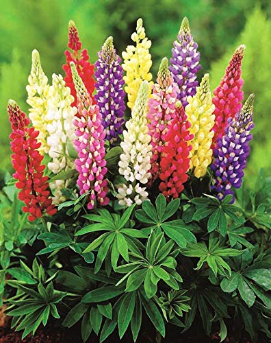 Flowers Minarette Dwarf Lupine Mix Perennial - 20 Seeds