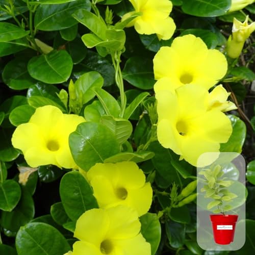 Image of Indian Gardens - Allamanda Yellow Creeper /Pentalinon Luteum Vine Flowers live plant | Outdoor Plant (White, 6 'Terracotta)
