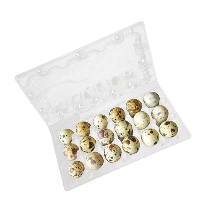 Buy DOITOOL 18 Grids Quail Egg Cartons, 50 Pcs Small Eggs Cartons Egg