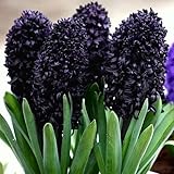 Hyacinthus Hyazinthen Hyazinthe Blumen Zwiebeln Onion Farbe Sorte Auswahl Onion Knollen Winterhart Frische mehrjährig duftenden Prachtblüten Schwarz Dark Blau Violet 1 Stk. (Dark Dimension)