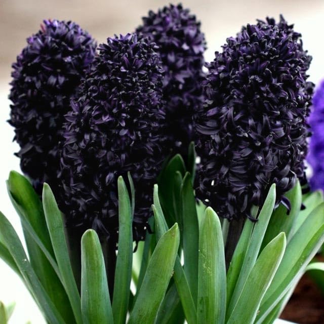 Hyacinthus Hyazinthen Hyazinthe Blumen Zwiebeln Onion Farbe Sorte Auswahl Onion Knollen Winterhart Frische mehrjährig duftenden Prachtblüten Schwarz Dark Blau Violet 1 Stk. (Dark Dimension)