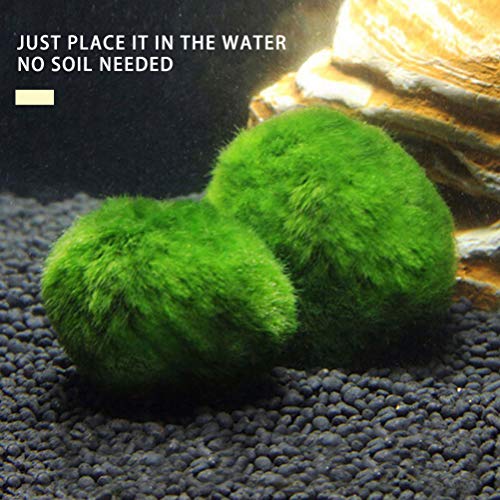 ULTECHNOVO 3 Pcs Marimo Musgo Bolas Algas Verdes Planta AquÃ¡tica AquÃ¡rio Peixes Tanque de CamarÃ£o