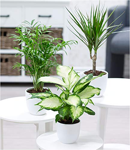 What Is An Allergy What Is An Allergy