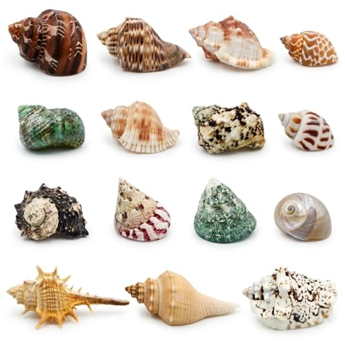 ECVLRTK 15 Pcs of Medium Hermit Crab Shells Natural Conch Size 1.3-3 in Opening Size 0.6-1.5in. Growth Turbo Shells Suitable for Natural Hermit Crab Supplies Conch Ornaments