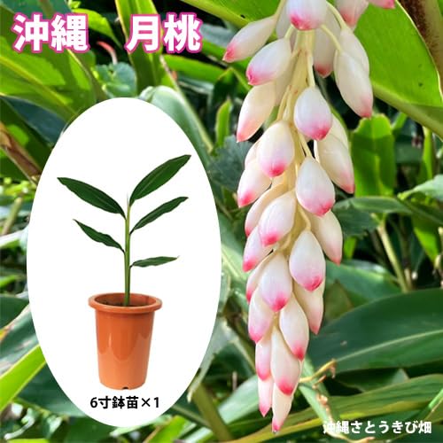 Amazon.co.jp: 月桃(ゲットウ)6寸鉢苗 | 沖縄 サンニン ハーブ