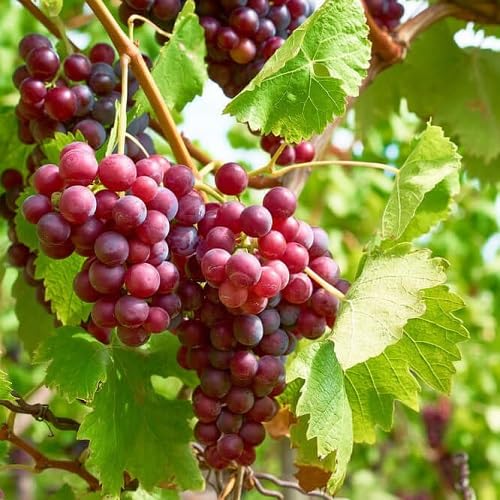 100Pcs Red Grape Fruit Seeds