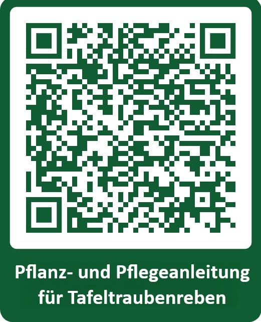 Verdelet | robuste & winterharte Tafeltraubenrebe | Frühe Reife & kräftiger Wuchs | Ideal für Garten & Balkon | 3-jährige getopfte Weinrebe