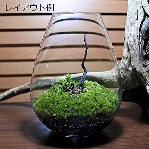 Amazon｜コケのインテリア コケリウム テラリウム 山野草 苔盆栽 苔玉