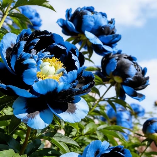Peonía Asia Azul, híbrido de peonías grande, planta perenne resistente al invierno, plantas de Holanda para jardín y maceta (no semillas, bulbos o artificiales).-1bulbo-D