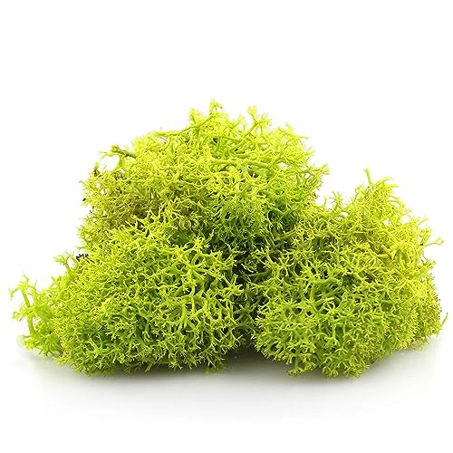 Biotope Aquatics Ltd - LIME APPLE GREEN Reindeer Moss - Perfect for Air Plants, Crafts, Tillandsia, House Decoration