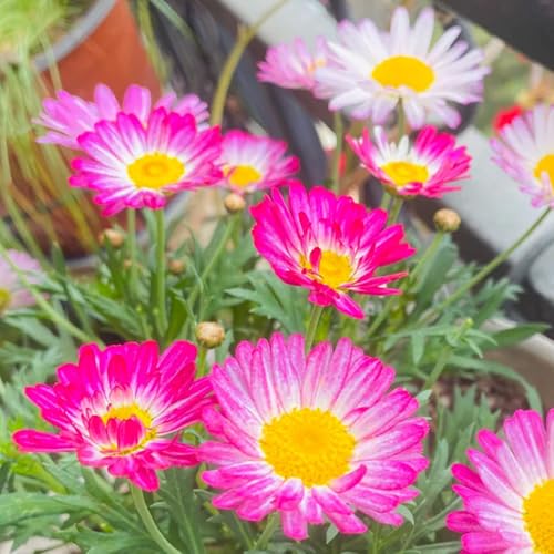 semillas de margarita orgánicas para lugares soleados decoración margarita silvestres de balcón ornamentales decoración 60pcs