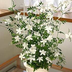 Amazon.co.jp: 植木 - 種・苗: DIY・工具・ガーデン