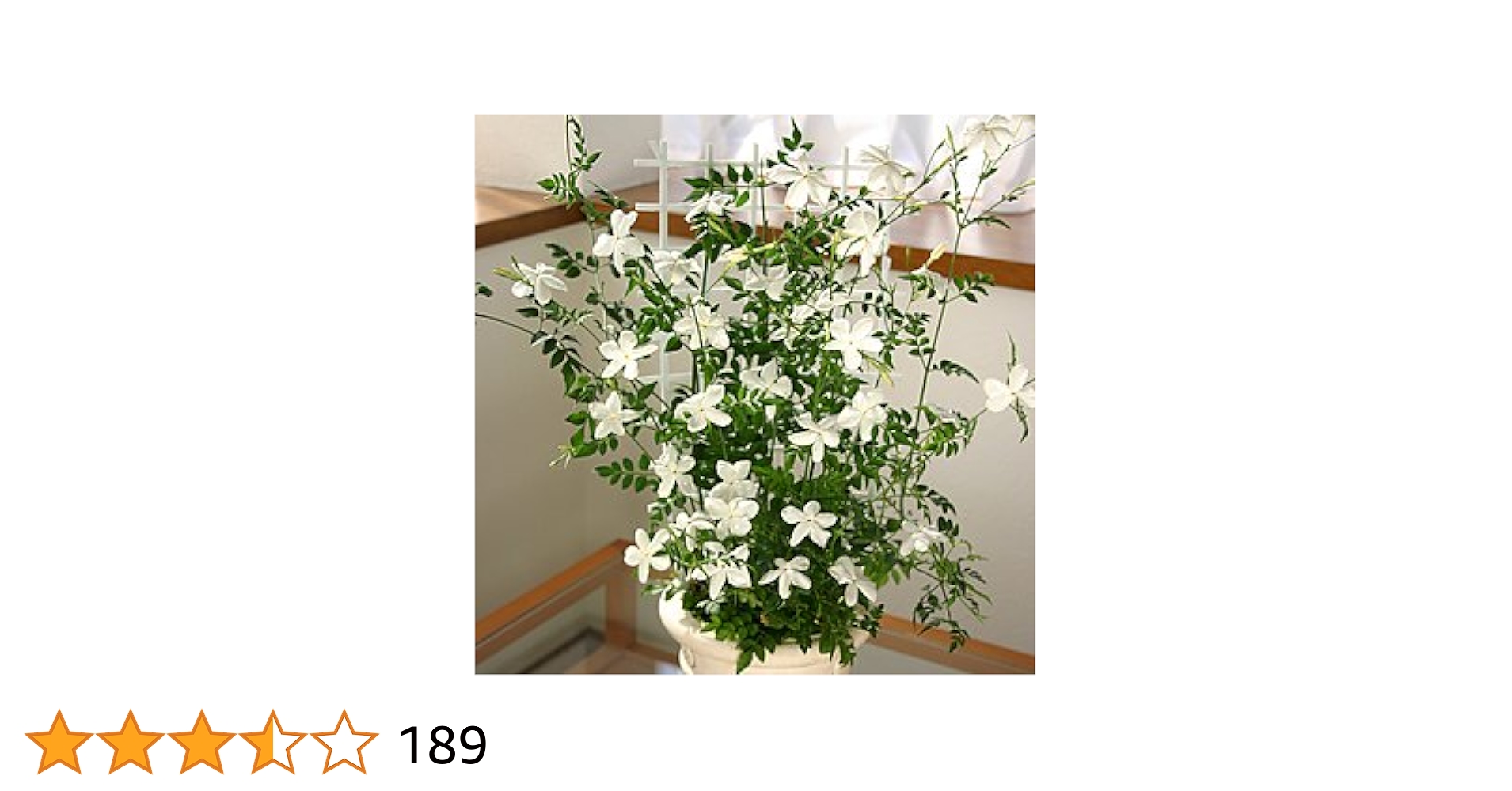 ジャスミン 楽天市場】常緑低木 大輪 ジャスミン ホワイトプリンセス1株