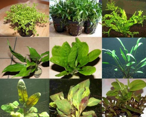 220 aquatic plants, 30 bunch and 15 pots for aquarium, fish tank