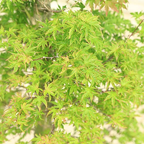 Amazon.co.jp: 特選庭木：日笠山もみじ ひかさやまもみじ 紅葉