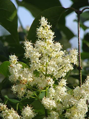 Tristar Plants - Japanese Lilac, Ivory Silk Tree, 1 Gallon Trade Pot - Healthy Established Roots, Easy Tree, Fragrant Blooms, Showy Flowers #TOP2